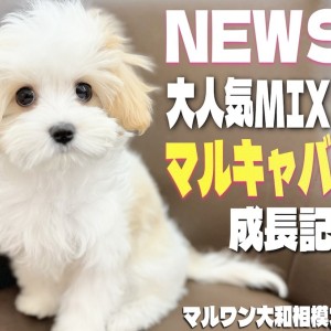 Amazon.co.jp: 2個 14.5インチ 消火栓 小型犬から子犬のおしっこ