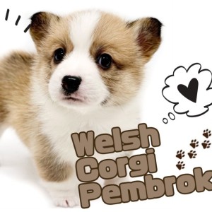 【 ウェルシュコーギーペンブローク 】激かわフェイス!最高の癒し犬が登場!