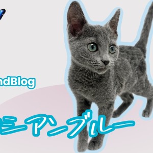 ロシアンブルー ロシアンブルー 】ルックスも性格も魅力的！生後3ヶ月半を迎えた