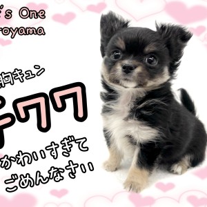 わーちゃん 7点ご確認ください ロングコートチワワ 】世界で最も小さい純血種、チワワちゃんが