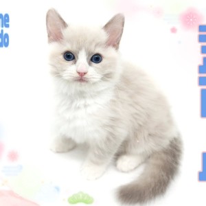 淡水パールの可愛い猫 モルガの おしゃれキャットのパール🐈🌈 お気に入りのポンチョを
