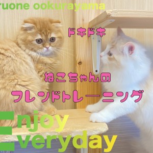 【 サイベリアン 】フレンドリーなネコちゃんになるためのトレーニング開始!