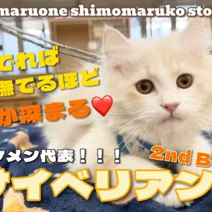 【 サイベリアン 】懐っこい子が好きな方必見!超デレ甘えん坊に成長中のイケニャン