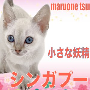ネコちゃん photo シンガプーラ 】小さな妖精と呼ばれる女の子！！ | マルワンBLOG