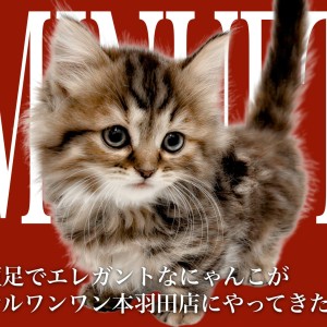 ミヌエット 】滅多に出会えない！？洗練された究極の美猫が登場