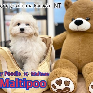 オルゴナイト　マルっとくまさん　（訳あり） オルゴナイト訳あり品くまさんNo.357 - メルカリ