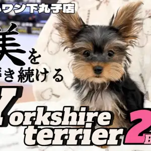 ヨークシャーテリア 】生後3ヶ月！美しさに拍車をかけるヨーキー