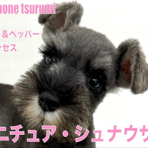 【 ミニチュア・シュナウザー  】ソルト&ペッパーの女の子の魅力に迫ります!!