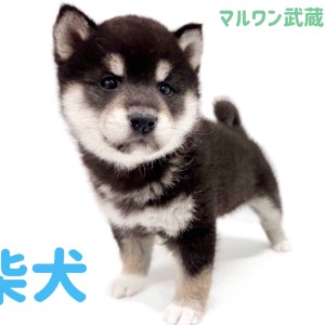 豆柴 】豆柴の両親から生まれた黒豆ちゃん人懐っこく元気な 豆柴 】豆柴の両親から生まれた黒豆ちゃん人懐っこく元気な