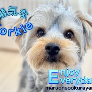 【 ヨークシャテリア 】優しく賢い性格は良き相棒になれそう!動く宝石わんこ!
