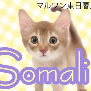 【 ソマリ 】鮮やかレッドカラーの超甘えん坊!子ライオンのような子猫ちゃん