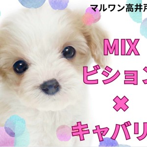 【 MIX 】希少だけど大人気!最強に可愛いビジュアルを誇るビショキャバの女の子