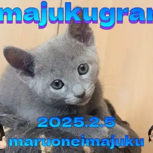 【 イマジュクグラム 】速報！濃厚ブルーのイケメン！ロシアンブルーが電撃入店！