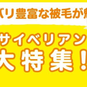 【 サイベリアン特集 】2/13現在在店中のゴージャスにゃんこ!最新動画付き!