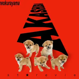 柴犬 】究極くま顔とくっきり二重まぶたが愛らしい！大倉山不動