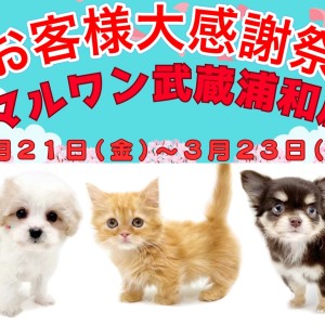 【 お知らせ 】お客様大感謝祭開催中!マルワン武蔵浦和店の子犬・子猫をご紹介