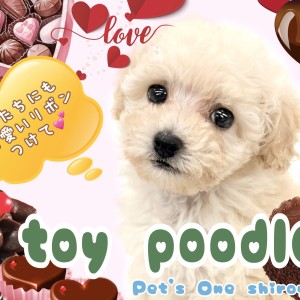 【 トイ・プードル 】久々にやって来たクリームプーちゃん！お見逃しなく！