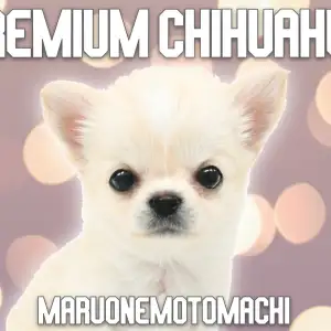 【 チワワ 】横浜元町に舞い降りた小さめ天使!プレミアムガールがやってきた!