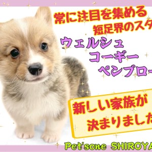 コーギーページ2点 ウェルシュコーギーペンブローク 】今回もコーギーちゃん早々
