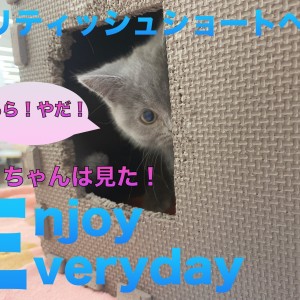 【 ブリティッシュショートヘア 】影からこっそり!ハンターになる瞬間!