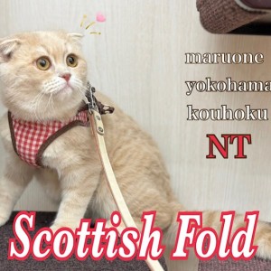 とんみ♡パリの街並みウィンドウショッピング猫ちゃん アメリカンショートヘア 】まるでワンコ！ますます甘えん坊に