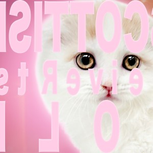 【 スコティッシュフォールド 】超良血統!人懐っこいスコの決定版!