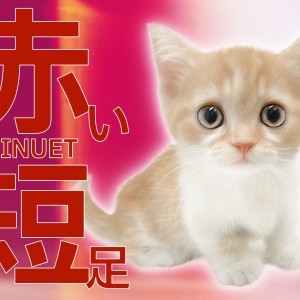 【 ミヌエット 】究極の愛情表現を魅せてくれた人懐っこさMAXな短足ちゃん!