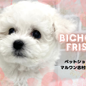 Pちゃんさまさ専用ページ ビションフリーゼ 】甘いマスクでみんなを虜にする王子様が志村