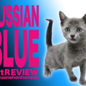 【 ロシアンブルー】小さくて人懐こいイケメン甘えんボーイが本羽田にやってきた！