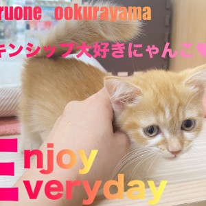 【 ミヌエット 】スキンシップ大好きにゃんこと今日もおしゃべり!