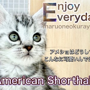 【 アメリカンショートヘア 】環境慣れも早い！丸顔の甘えん坊ニャンコ！