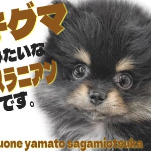 【 ポメラニアン 】可愛らしさがギュッと詰まった!ブラックタンの子グマ系ポメ!