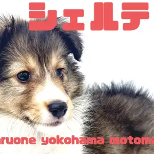 【 シェットランドシープドッグ 】横浜元町のエレガントレディ!シェルティちゃん!