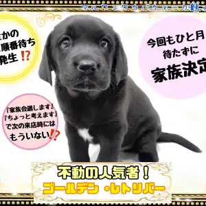 ラブラドールレトリバー 関連生写真