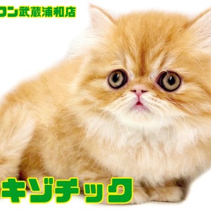 【 エキゾチック 】究極のブサカワ!超甘えん坊なロングヘアの男の子!