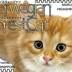 【 ノルウェージャン 】妖精どころじゃない!森の女神のような美猫の女の子が登場!