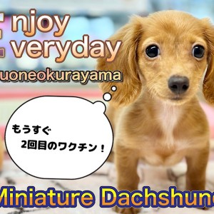 【 ミニチュアダックスフント 】明日は2回目のワクチン!フレンドリーな乙女ちゃん!
