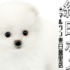 ポメラニアンの人専用 Amazon.co.jp: スタイルズ ポメラニアン用 成犬用 やわらか半生