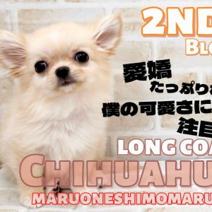 【 チワワ 】小さなドワーフ体型で大きな愛を届ける無防備な甘えん坊の2nd記事