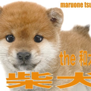 【 柴犬 】くまさん顔のthe 和犬、可愛いらしい女の子!