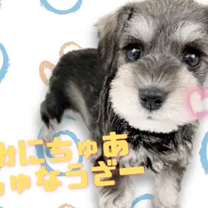 シュナウザーさま ミニチュアシュナウザー 】超美形！不思議な魅力を醸し出す