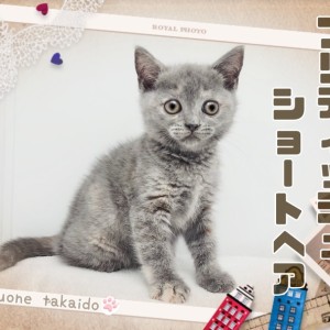 【 ブリティッシュショートヘア 】唯一無二の存在感!サビ猫みたいな珍しいカラー!