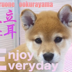 【 柴犬 】速報:本日柴子のお耳が立ちました。柴子の立ち耳宣言です!