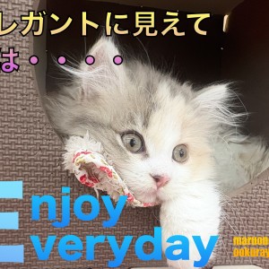 【 スコティッシュフォールド 】エレガントキャットの意外な一面をご紹介!!