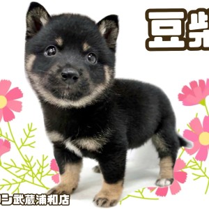 まるたま豆しば三兄弟BC さすけ/Marutama MAMESHIBA SANKYOUDAI