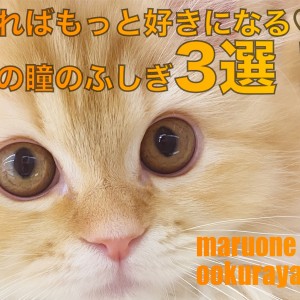 【猫の目】たくさんの秘密あり!? 知ればもっと好きになる、猫の瞳のふしぎ3選!