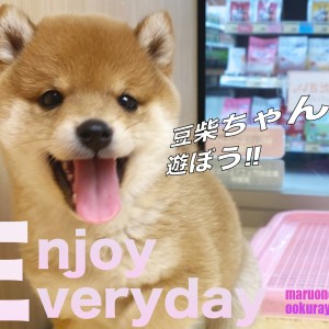 【 豆柴 】遊ばにゃソンソン!天真爛漫な豆柴ちゃんと遊ぼう!!