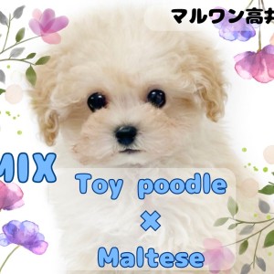 【 MIX 】穏やかなクリームカラーの天使!プーマルちゃんが東京都杉並区に降臨!