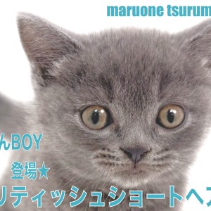 【 ブリティッシュ・ショートヘア 】美しく艷やかなブルーカラーの男の子!