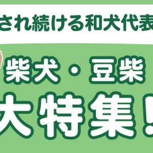 【 柴犬・豆柴特集 】4/3現在在店中の和犬代表!最新動画は必見!